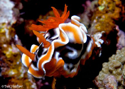 "HumBug" AKA Chromodoris africana :o) by Debi Henshaw 